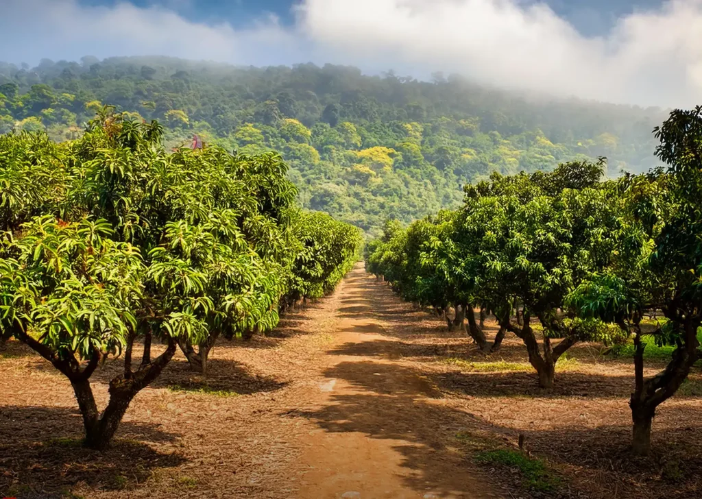 Alphonso mango orchard in the Konkan region of Maharashtra