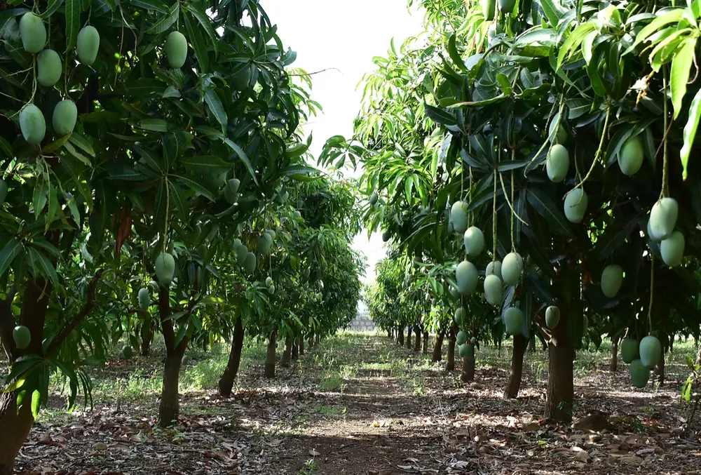 Real Totapuri mango orchard in Chittoor, Andhra Pradesh